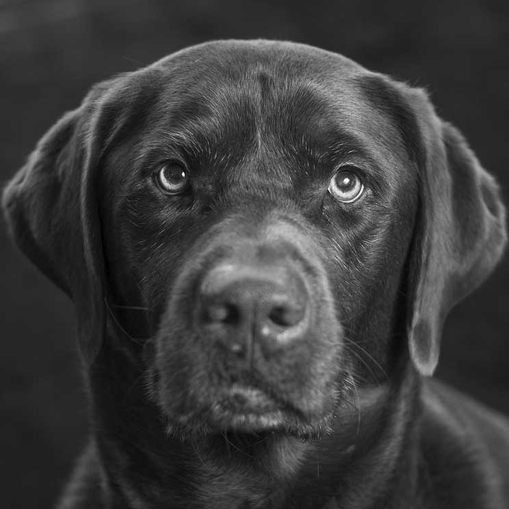 OSKAR ✝